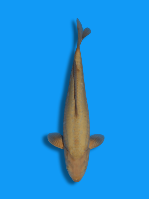 Doitsu Chagoi | Koi&Co.